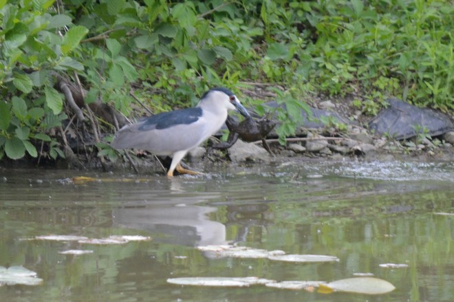 Black-crowned Night Heron catching a frog! St. Catharines, ON