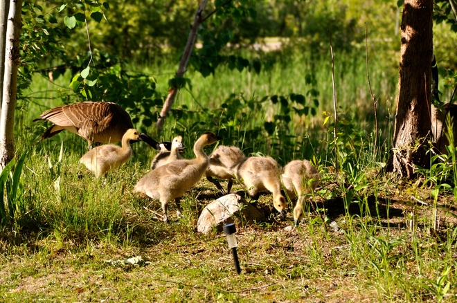 New goslings Collingwood, ON