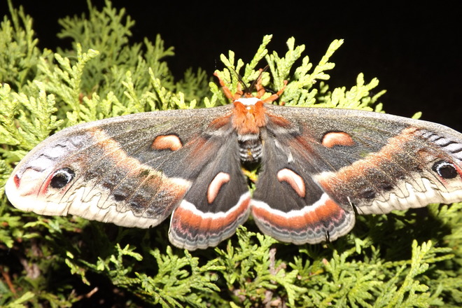 huge butterfly Pembroke, Ontario Canada