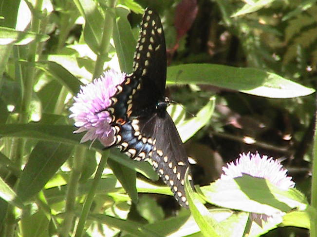 Black Swallowtail Butterfly Kingston, ON