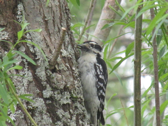 Hairy Woodpecker Sackville, NB