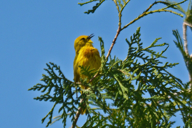 Yellow Warbler Kitchener, ON