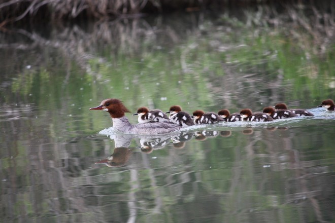 The mearganser and her babes. calgary alberta