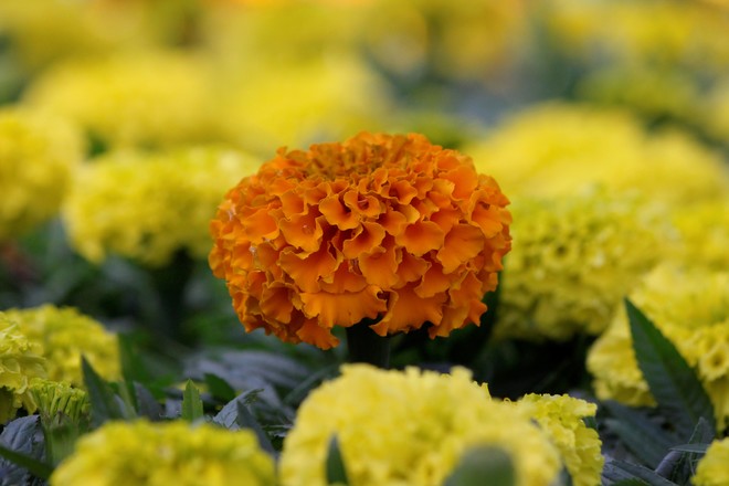 Orange flower Richmond Hill, ON