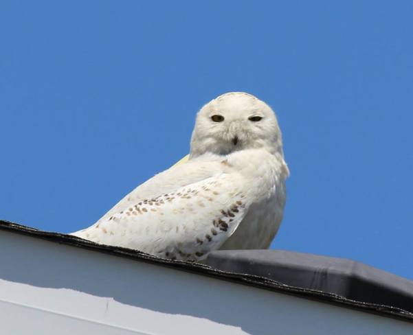 Snowy owl chilling on my roof Arnprior, ON