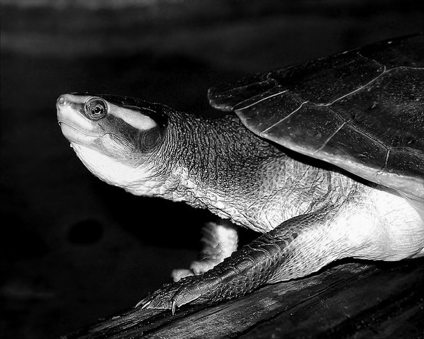 Turtle in black and white Scarborough, Toronto, ON