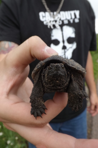 A Baby Snapping Turtle Pembroke, Ontario Canada