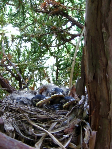 Nest of Robins Kingston, ON