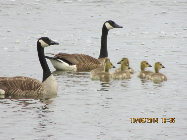 the baby geese are growing...... how cute are they. :) Joggins, NS