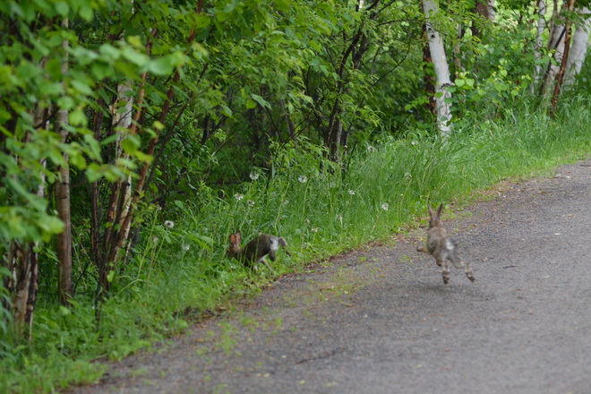 Baby Rabbits, all 4's in mid air Fielding Park, Ontario