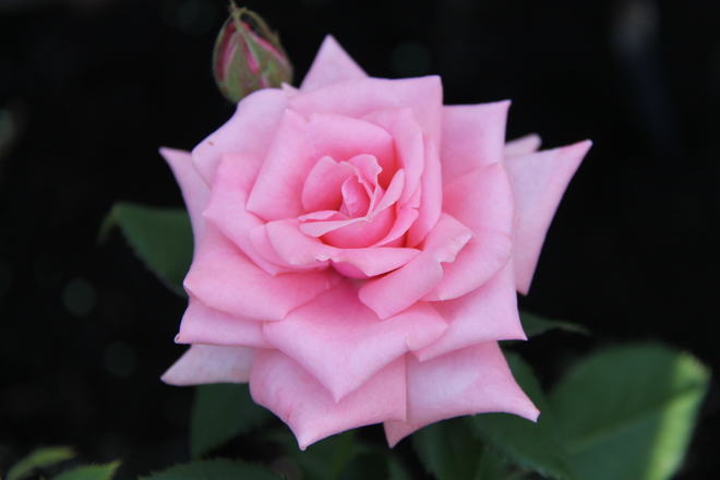 Pink Rose Windsor, ON