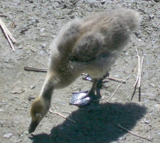 A Canada Goose and its gosling London, ON