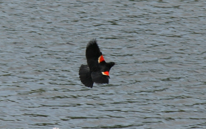red-winged black bird Mars Hill, Maine, United States