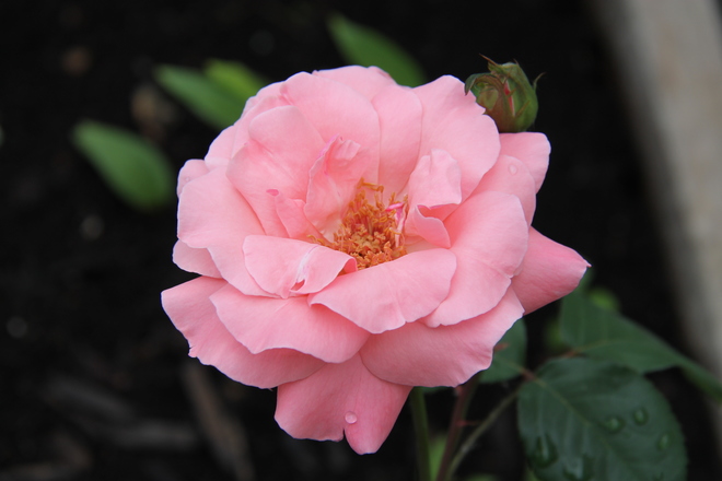 Pink Rose Windsor, ON