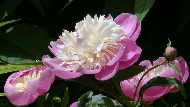 Pink and white peony Grand Forks, BC