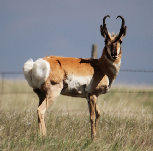 antelope Brooks, AB