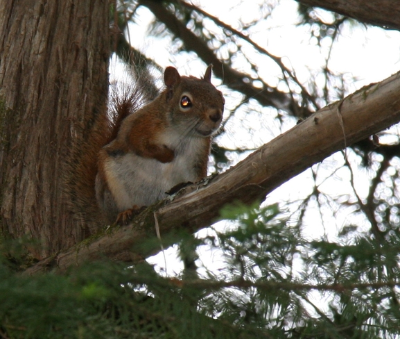 Red Squirrel Presque Isle, ME, United States