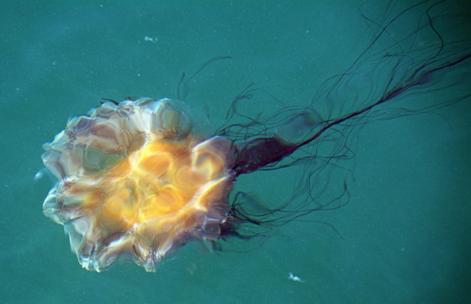 Jellyfish Swimming In The Halifax Harbour Halifax, NS
