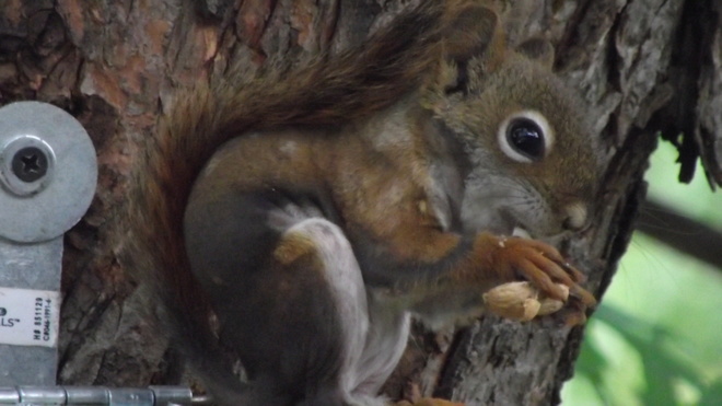 Update on Hairless red squirrel Sudbury, ON