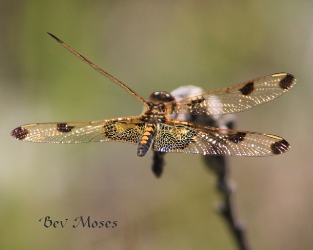 Dragonfly beauties Mackey, ON