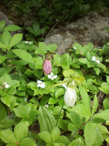 Lady's Slippers Armstrong Lake, Kings, Subd. A, NS