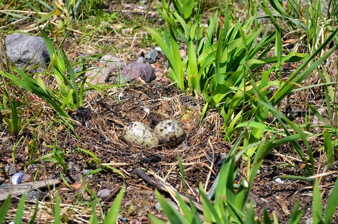 Seagull's nest Middle Arm, NL