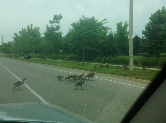 Waiting for the Geese to cross Buttonville, Ontario Canada