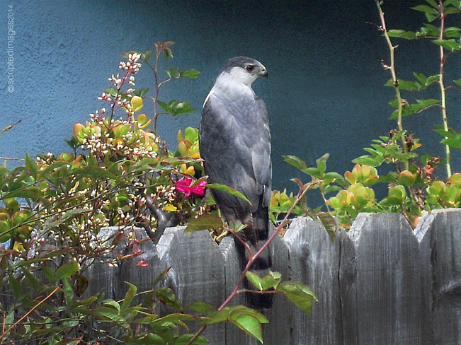 Hawk in my yard 