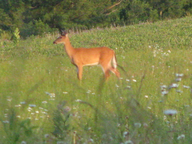 Deer Out to Pasture St. Catharines, Ontario Canada