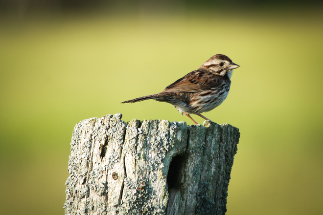 Song Sparrow Kingston, Ontario Canada