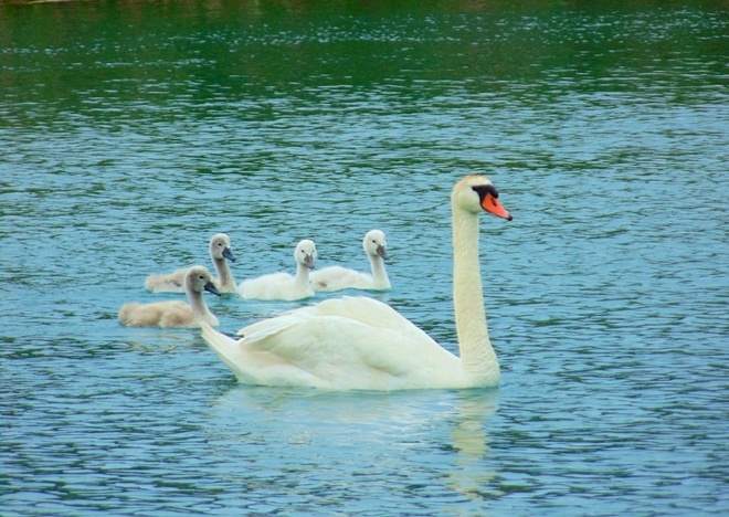 Swan Family Essex, Ontario Canada
