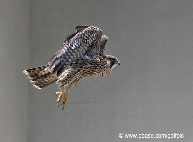 Young Peregrine Falcon Ottawa, Ontario Canada