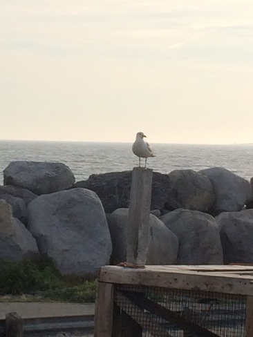 seagull Clark's Harbour, Nova Scotia Canada