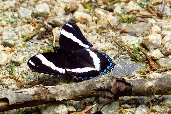 White Admiral Butterfly East Chester, Nova Scotia