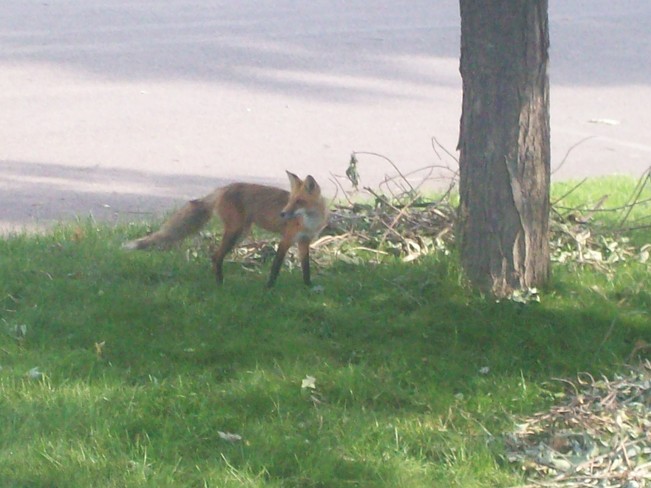 Red Fox - Nashwaaksis, Fredericton Fredericton, NB