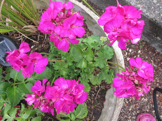 geraniums Surrey, BC