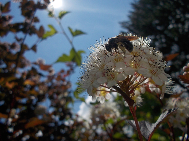 Sunbathing Bee Thunder Bay, ON