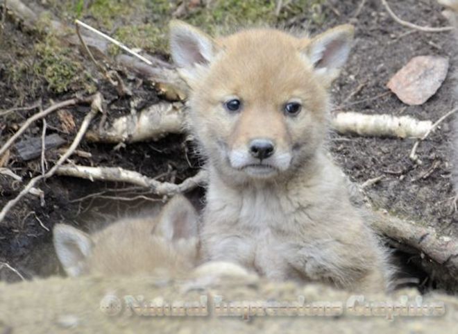 Wolf Puppies Cooking Lake-Blackfoot Provincial Recreation Area, Sherwood Park, AB