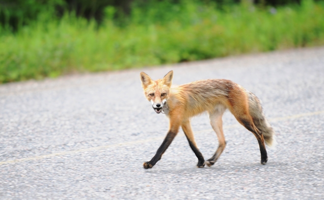 fox trot dinner Thunder Bay, ON