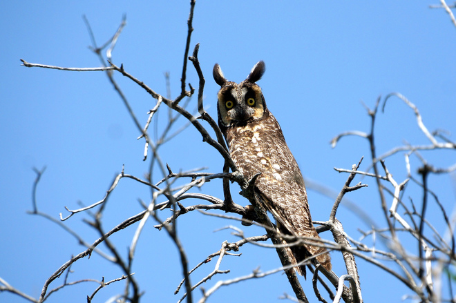 Long Eared Owl Olds, AB