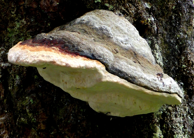 Large red banded polypore Ucluelet, BC
