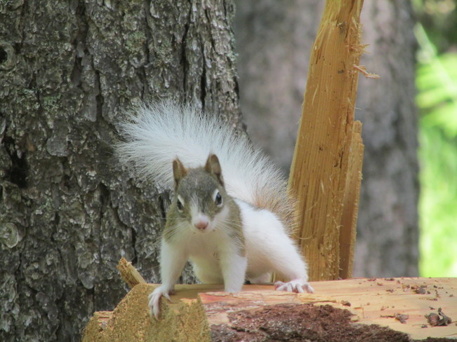 Little Brown and White Squirrel Berwick, NS