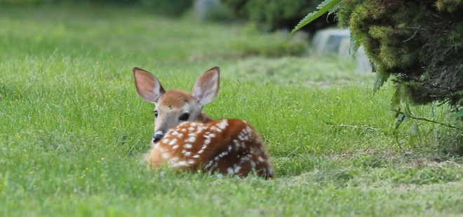 Bambi! Baby White-Tailed Deer Fawn Etobicoke, Toronto, ON