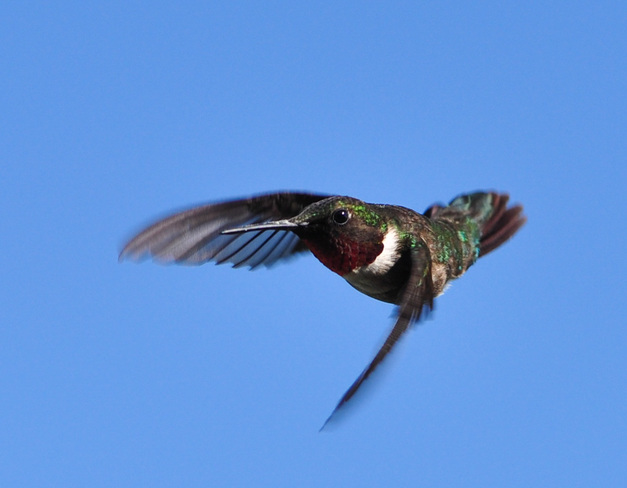 Hummingbird Crediton, ON