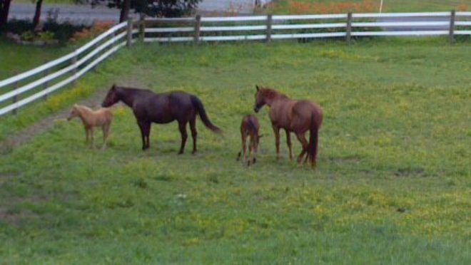 Baby Horses New Tripoli, PA, United States