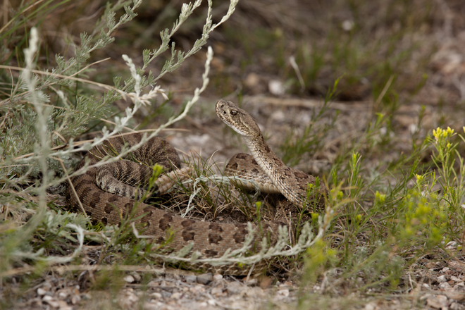 Prairie Rattle Snake Patricia, Alberta, AB