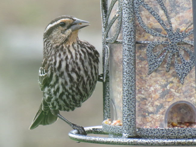 Female Blackbird Lindsay, ON
