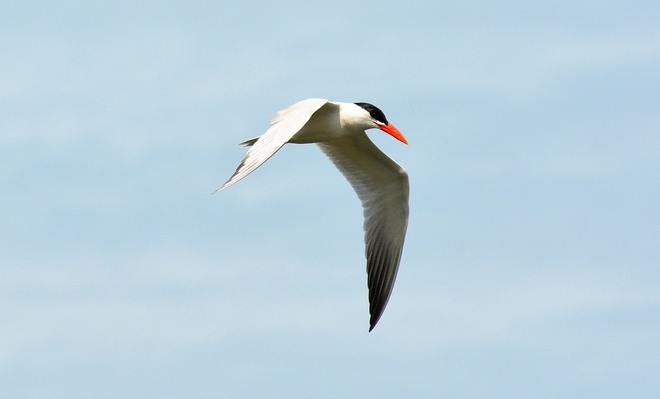 Common Tern Kingston, ON