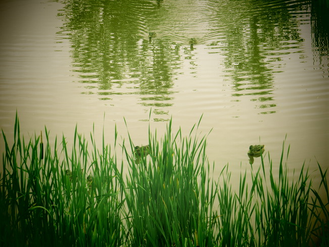 Ducks Dieppe, NB