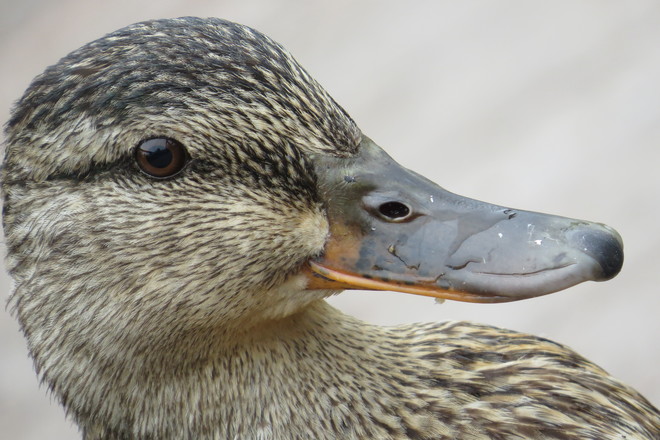 Ducks Dieppe, NB